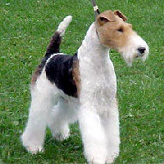 FOX TERRIER CU PAR SARMOS